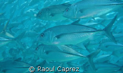 a school of jackfishes by Raoul Caprez 